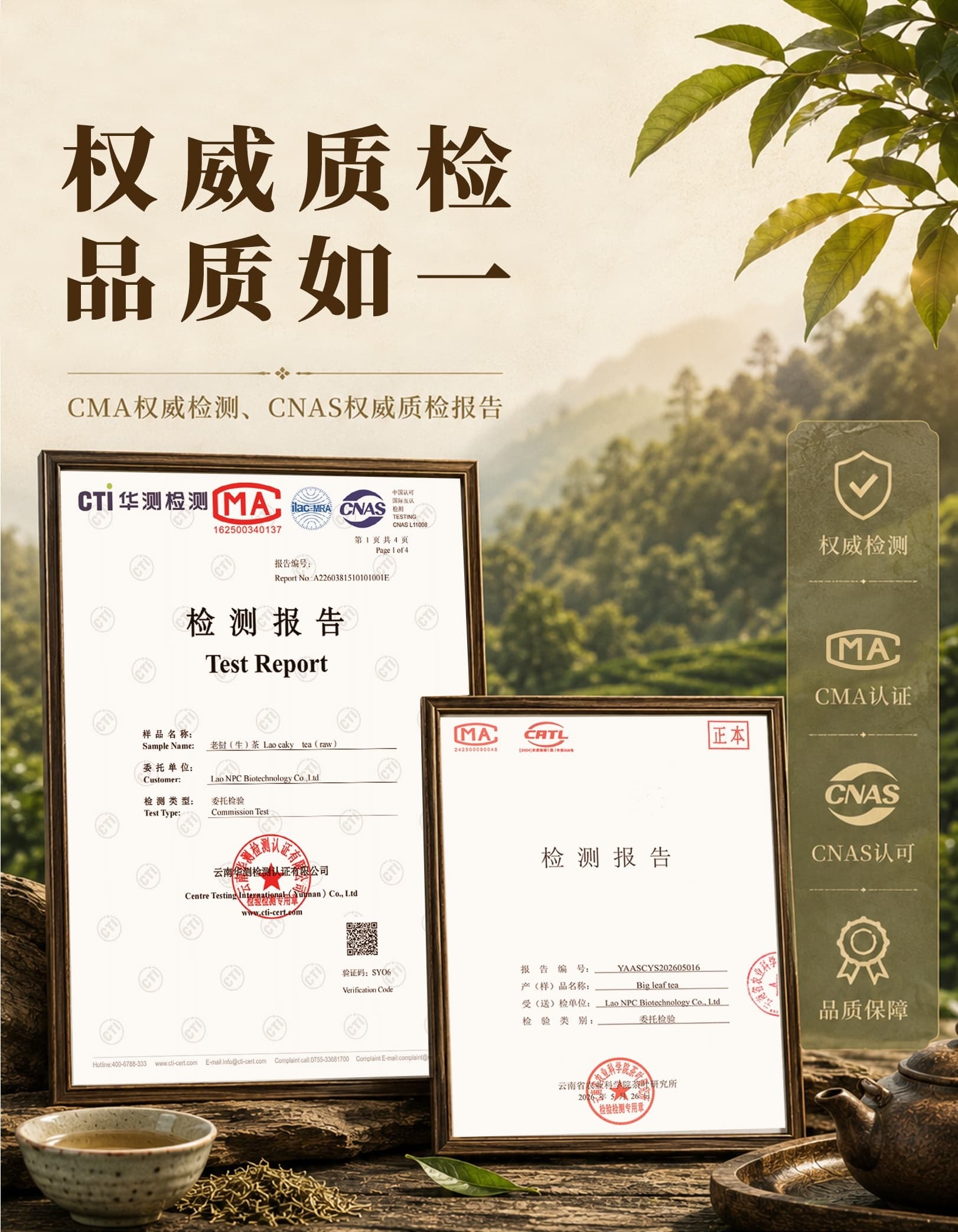 古树茶质量资料